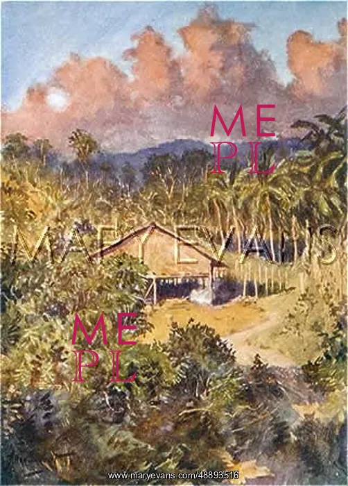 : BORNEO / COCONUT PLANTATIO : BORNEO / COCONUT PLANTATIO