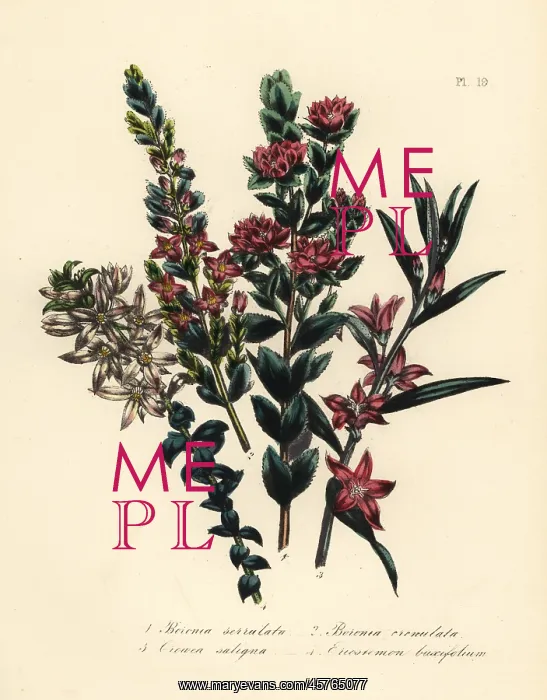 : Boronia, crowea, and eriostemon species : Boronia, crowea, and eriostemon species