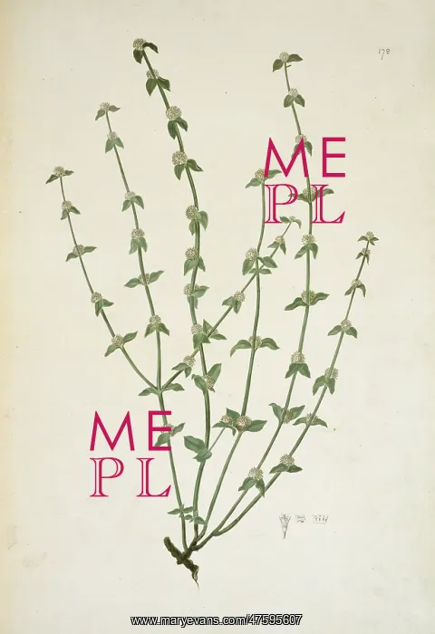 : Borreria sp. weed : Borreria sp. weed