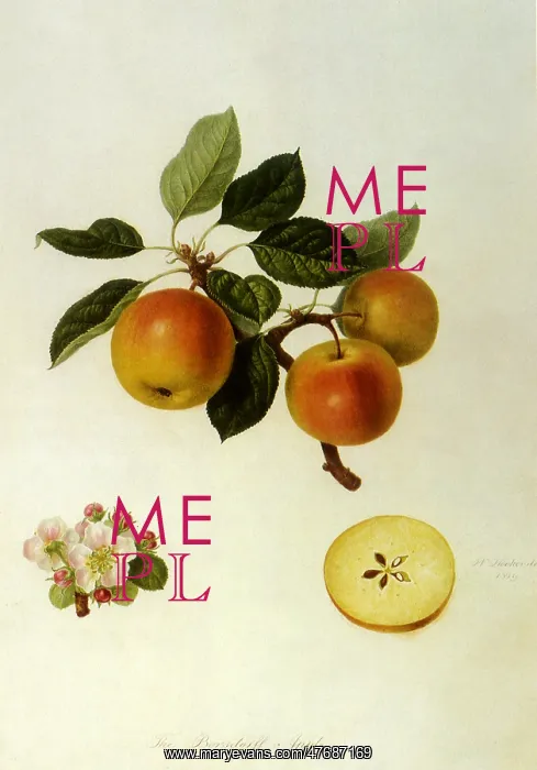 : Borsdorff Apple : Borsdorff Apple