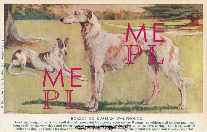 : Borzoi. The Borzoi or Russian Hunting Sighthound is a Russian breed of : Borzoi. The Borzoi or Russian Hunting Sighthound is a Russian breed of