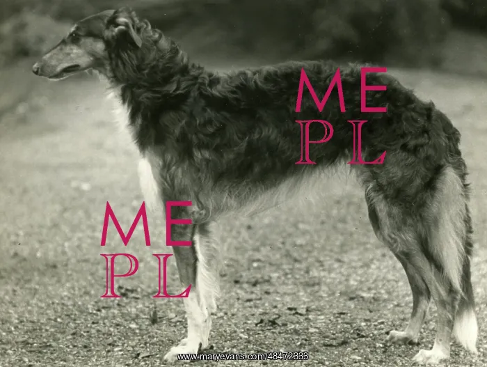  : BORZOI / ACHILLES / TANGMERE