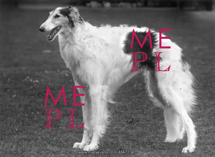 : BORZOI / BARABAN / BRANSGORE
