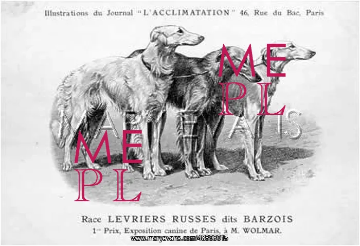 : Borzoi Dog : Borzoi Dog