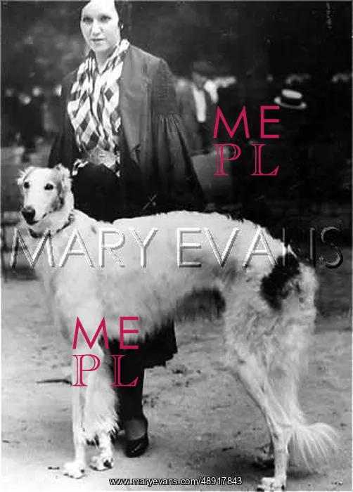 : BORZOI DOG WITH LADY : BORZOI DOG WITH LADY