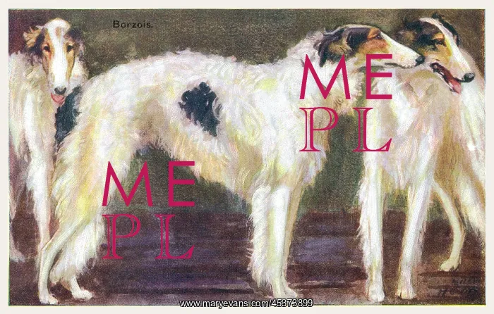 : Borzoi Dogs : Borzoi Dogs