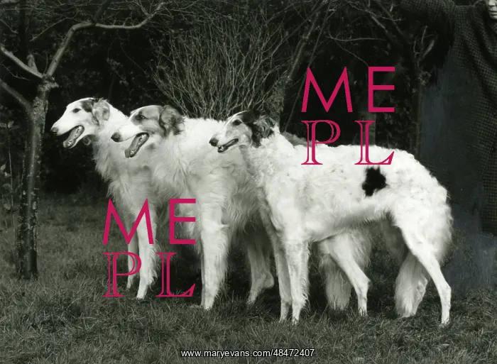 : BORZOI / FORTROUGE / 1968 : BORZOI / FORTROUGE / 1968