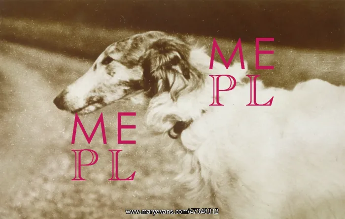  : BORZOI / HEAD / 1910