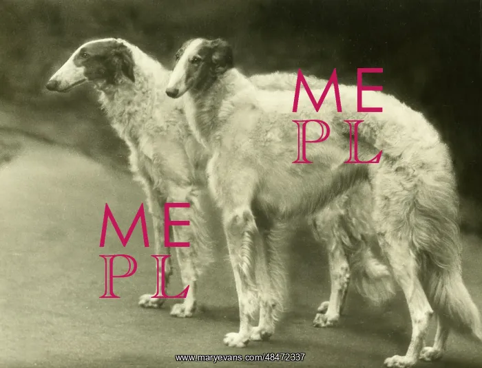 : BORZOI / MYTHE CHAMPIONS : BORZOI / MYTHE CHAMPIONS