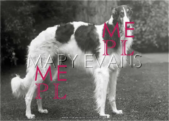  : BORZOI / MYTHE MAXIM / 1927