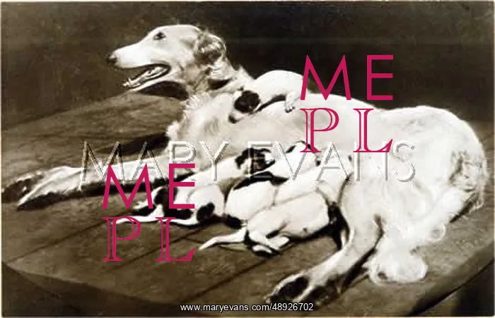 : BORZOI AND PUPPIES : BORZOI AND PUPPIES