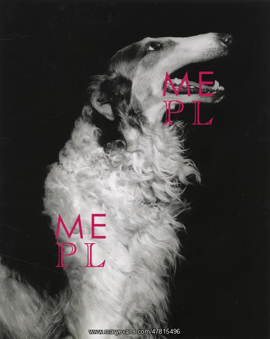 : Borzoi, Russian Hunting Sighthound : Borzoi, Russian Hunting Sighthound