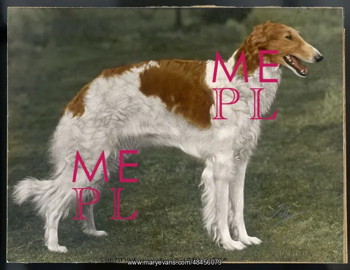 : BORZOI / WINJONESLEBEDISRA : BORZOI / WINJONESLEBEDISRA