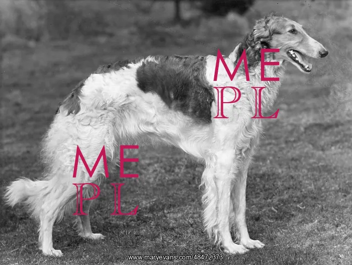  : BORZOI / WINJONESLEBEDISRA