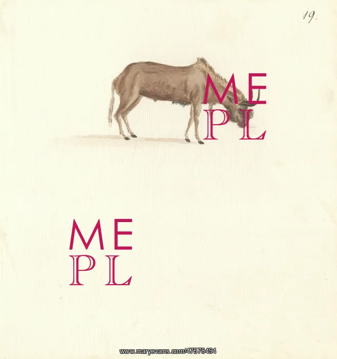 : Bos connochaetes, wildebeest : Bos connochaetes, wildebeest