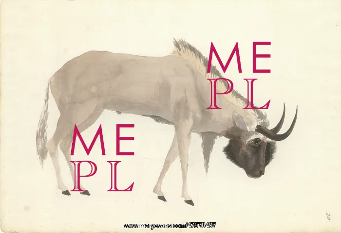 : Bos connochaetes, wildebeest : Bos connochaetes, wildebeest