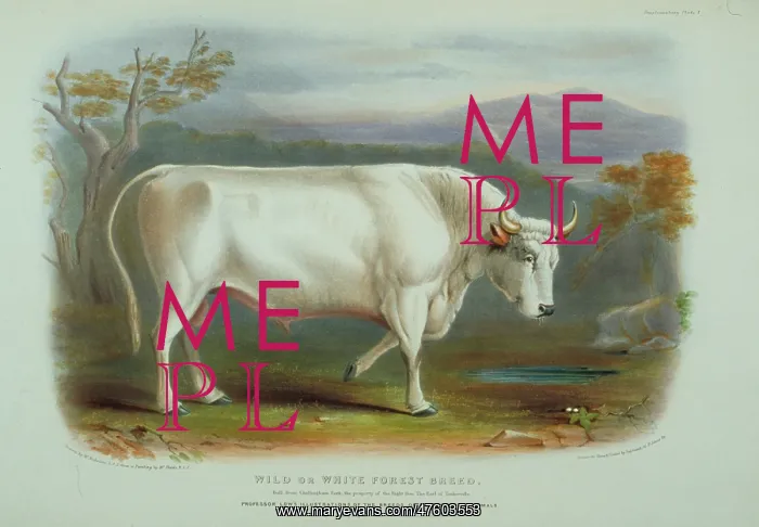  : Bos taurus, cattle