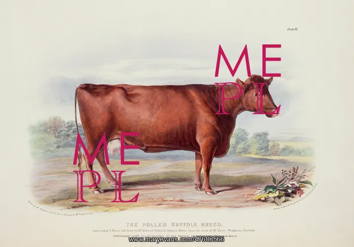: Bos taurus, cattle : Bos taurus, cattle