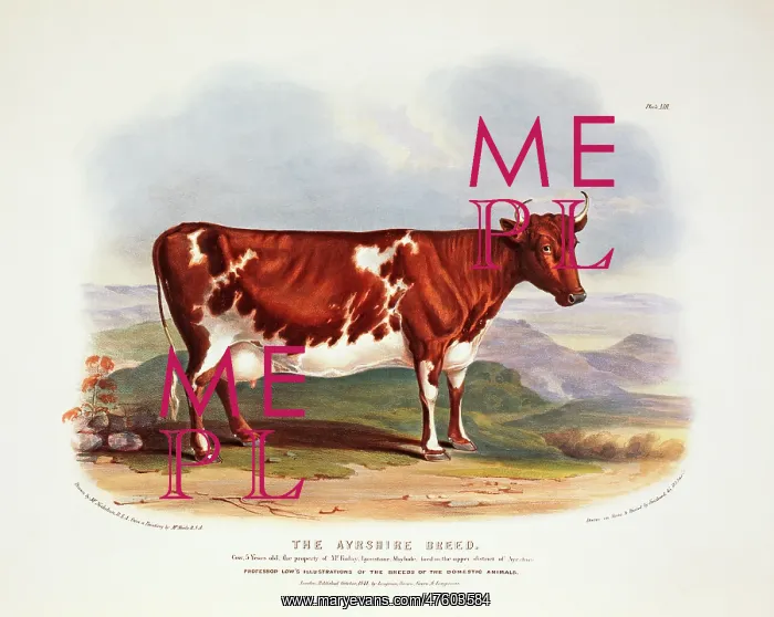 : Bos taurus, cattle : Bos taurus, cattle