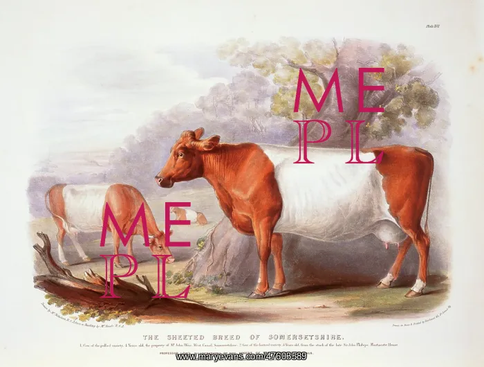 : Bos taurus, cattle : Bos taurus, cattle