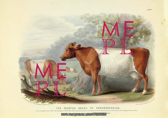  : Bos taurus, cattle