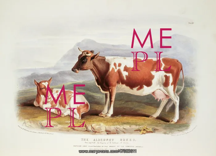 : Bos taurus, cattle : Bos taurus, cattle