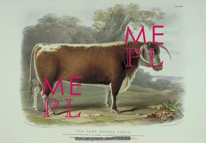: Bos taurus, cattle : Bos taurus, cattle