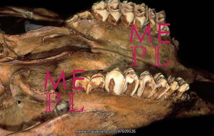 : Bos taurus, cattle : Bos taurus, cattle