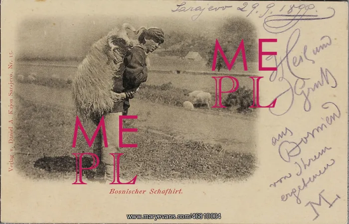 : Bosnian shepherd : Bosnian shepherd