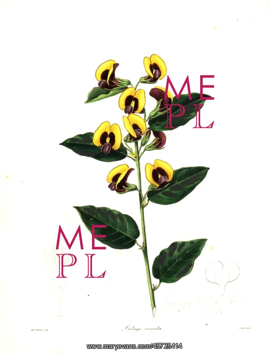 : Bossiaea ornata : Bossiaea ornata