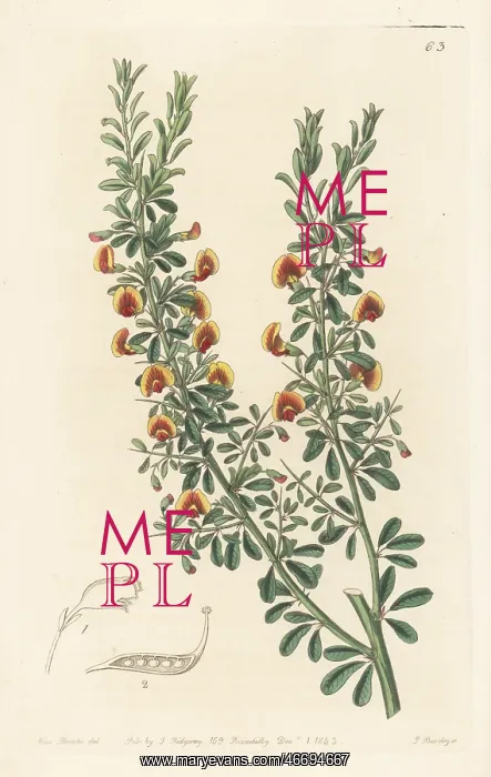 : Bossiaea rufa : Bossiaea rufa