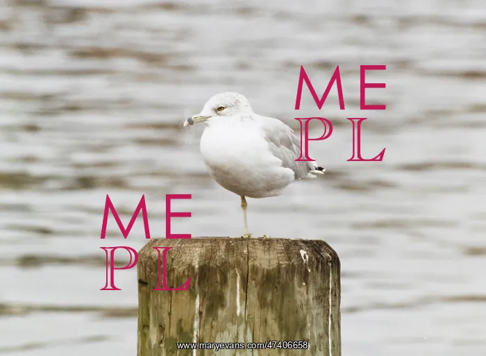  : BOSTON SEAGULL