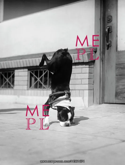 : Boston Terrier Performing Trick Doing Handstand on Front L : Boston Terrier Performing Trick Doing Handstand on Front L