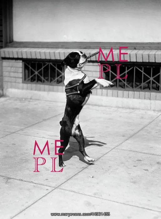 : Boston Terrier Performing Trick Standing on Hind Legs with : Boston Terrier Performing Trick Standing on Hind Legs with