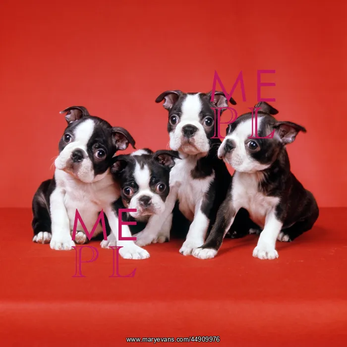 : Four Boston Terrier Puppies on Red Background Looking at : Four Boston Terrier Puppies on Red Background Looking at