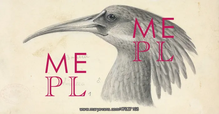 : Bostrychia olivacea, Olive Ibis : Bostrychia olivacea, Olive Ibis