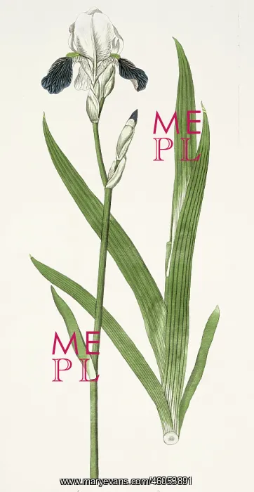 : Botanic Illustration : Botanic Illustration