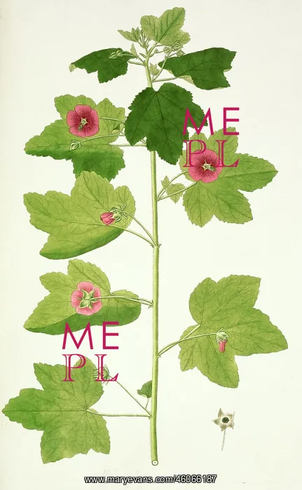 : Botanic illustration : Botanic illustration