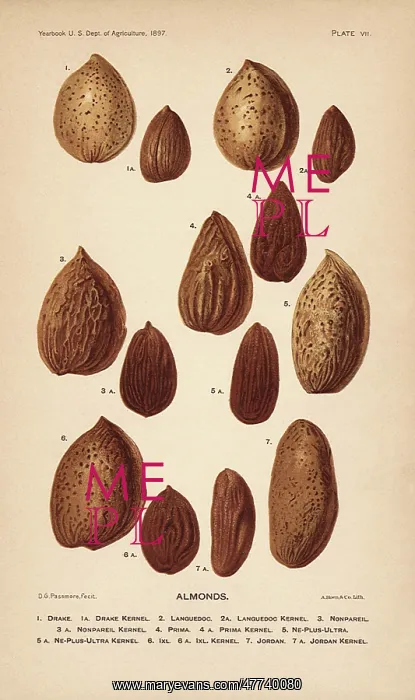  : Botanical Almonds