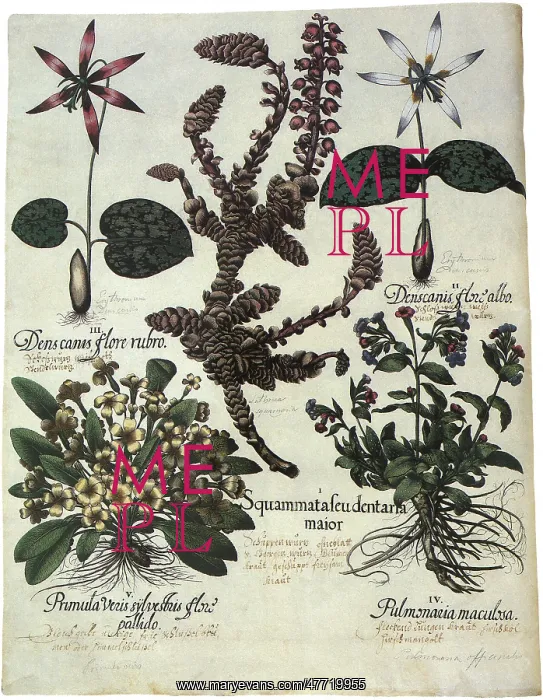  : Botanical Assortment