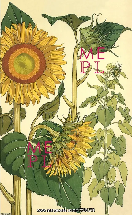 : Botanical Drawing of Sunflowers : Botanical Drawing of Sunflowers