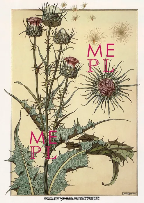 : Botanical Drawing of a Thistle : Botanical Drawing of a Thistle