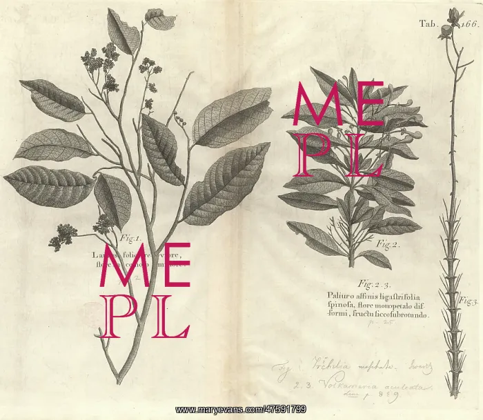 : Botanical engravings : Botanical engravings
