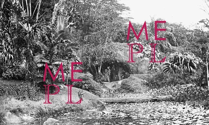 : Botanical Gardens, Mahe, Seychelles : Botanical Gardens, Mahe, Seychelles