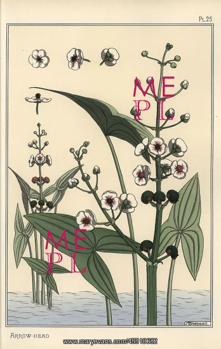  : Botanical illustration of the arrowhead, Sagittaria
