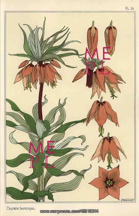 : Botanical illustration of the crown imperial : Botanical illustration of the crown imperial
