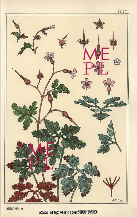 : Botanical illustration of a geranium flower, petals, leaves : Botanical illustration of a geranium flower, petals, leaves
