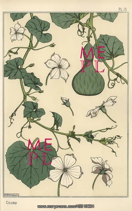 : Botanical illustration of the gourd : Botanical illustration of the gourd