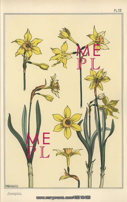 : Botanical illustration of the jonquil, Narcissus : Botanical illustration of the jonquil, Narcissus