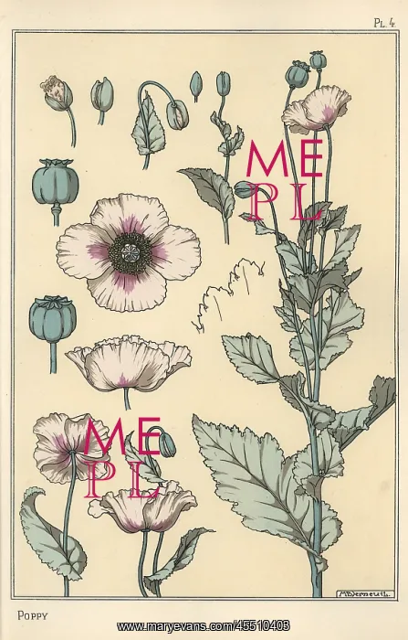 : Botanical illustration of the poppy, with flower : Botanical illustration of the poppy, with flower